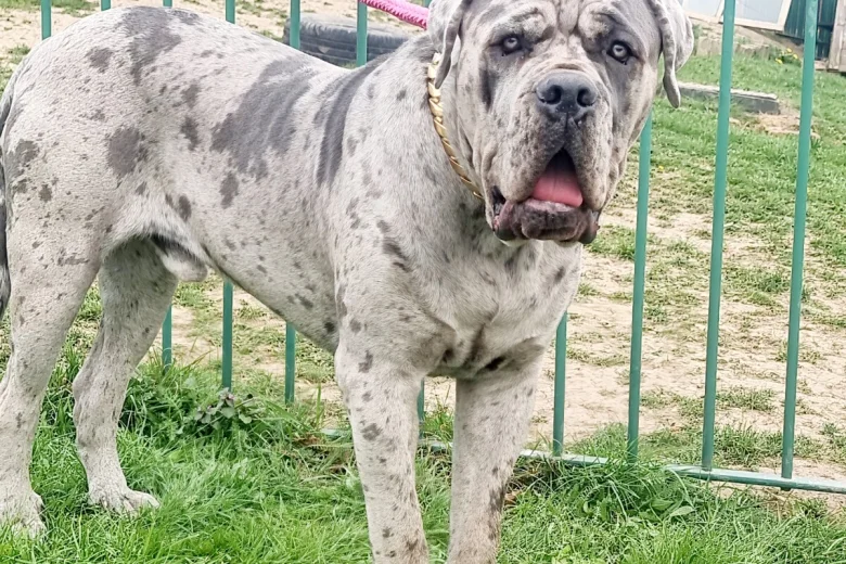 Cane Corso