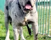 Cane Corso