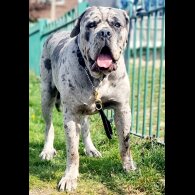 Cane Corso