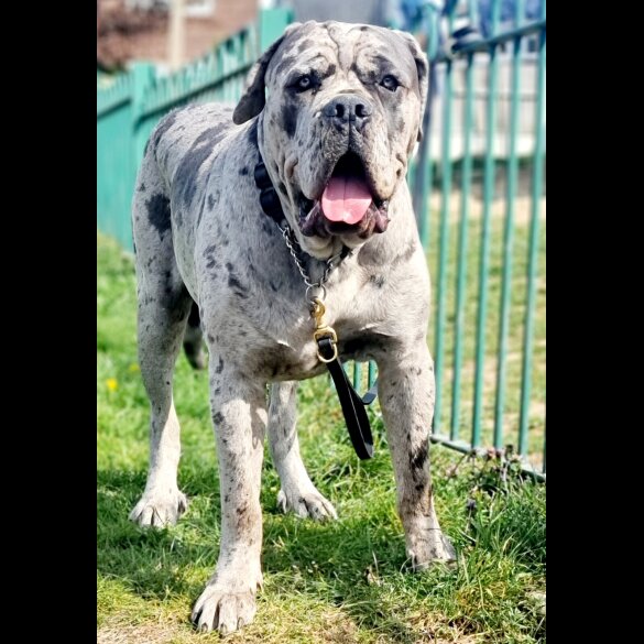 Cane Corso