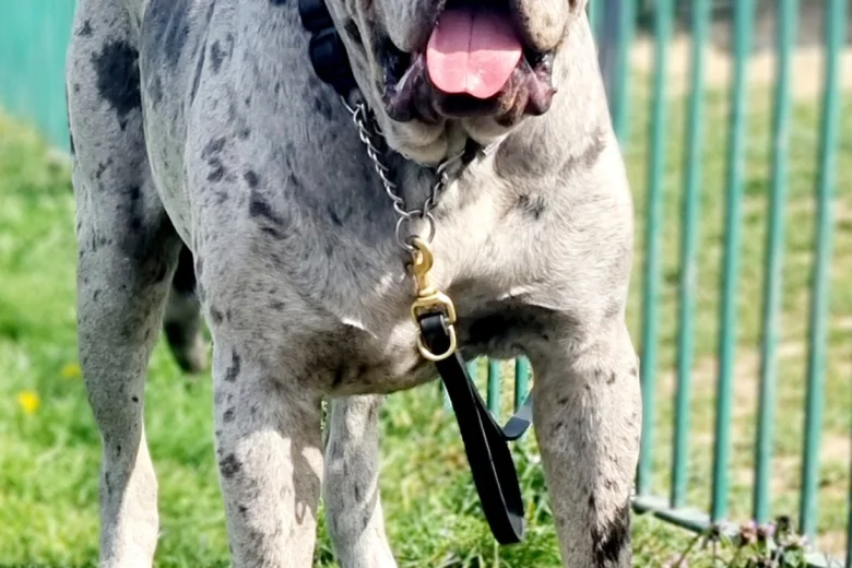 Cane Corso
