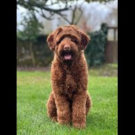 Labradoodle - Both