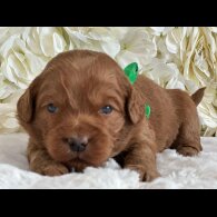 Labradoodle - Both