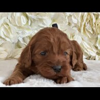 Labradoodle - Both