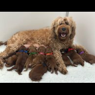 Labradoodle - Both