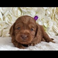 Labradoodle - Both