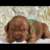 Labradoodle - Both