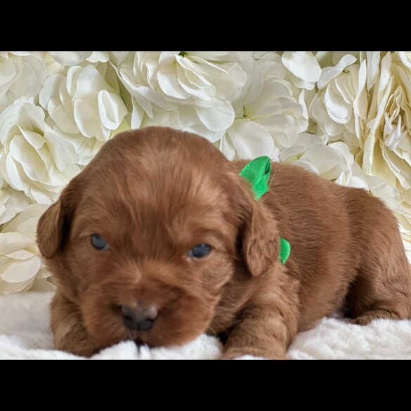 Labradoodle - Both