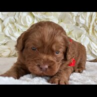 Labradoodle - Both