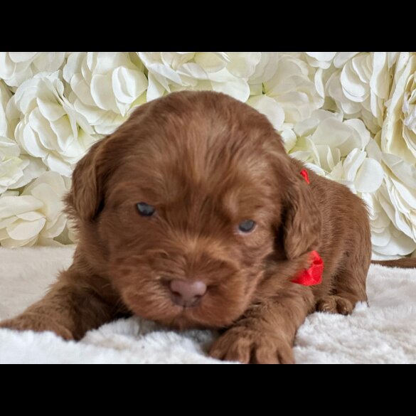 Labradoodle - Both