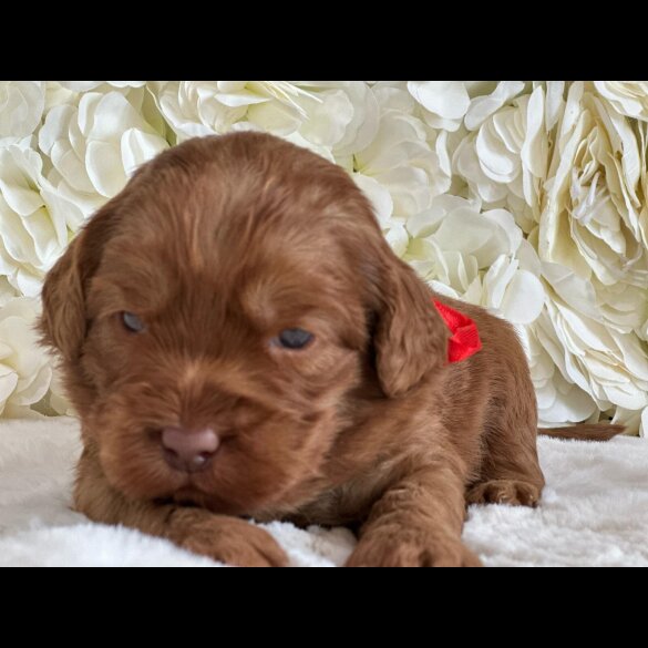 Labradoodle - Both