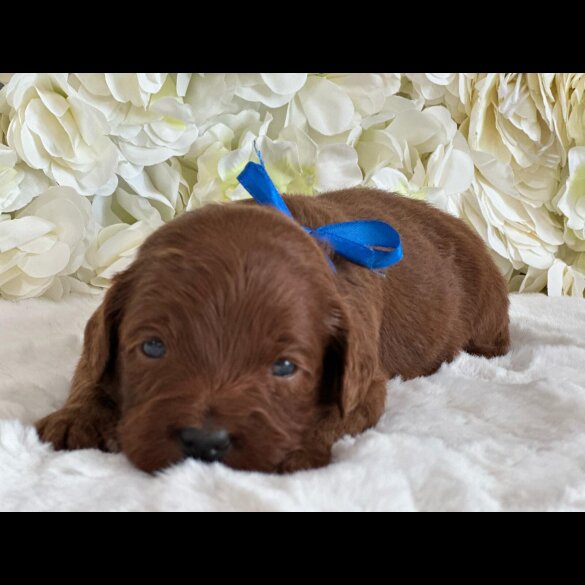 Labradoodle - Both