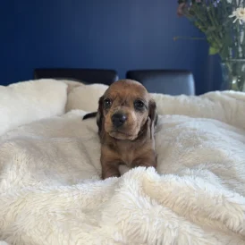 Dachshund (Standard &amp; Miniature) - Both