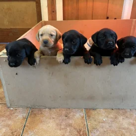 Labrador Retriever - Both