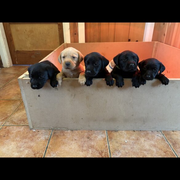 Labrador Retriever - Both