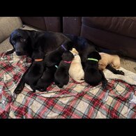 Labrador Retriever - Both