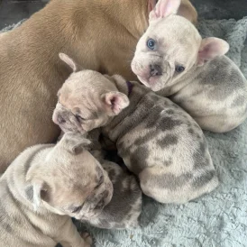 French Bulldog - Both