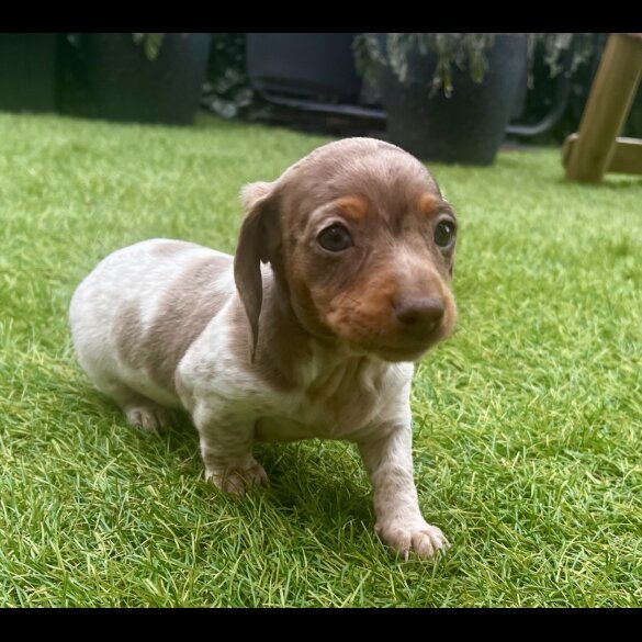 Dachshund (Standard &amp; Miniature) - Bitches