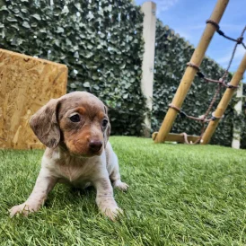 Dachshund (Standard &amp; Miniature) - Bitches