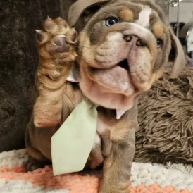 English Bulldog - Both