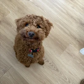 Toy Poodle