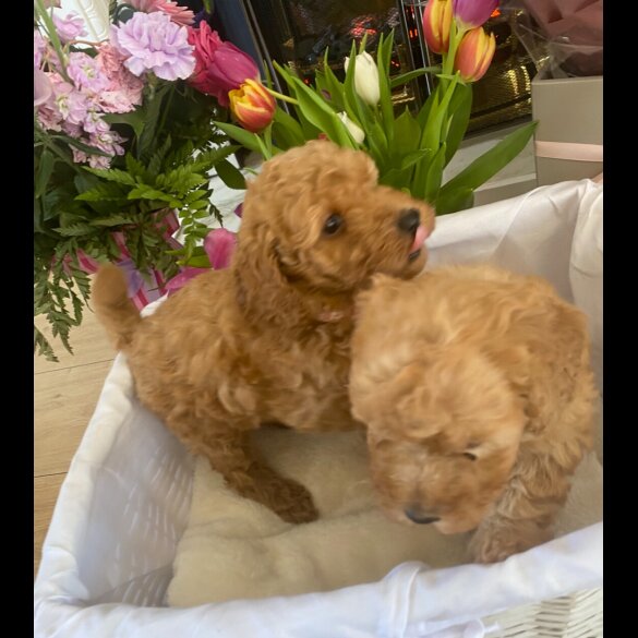 Toy Poodle - Bitches