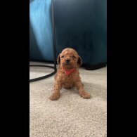 Toy Poodle - Bitches
