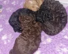 Toy Poodle
