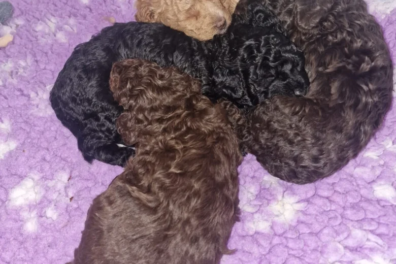 Toy Poodle