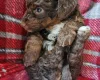 Toy Poodle