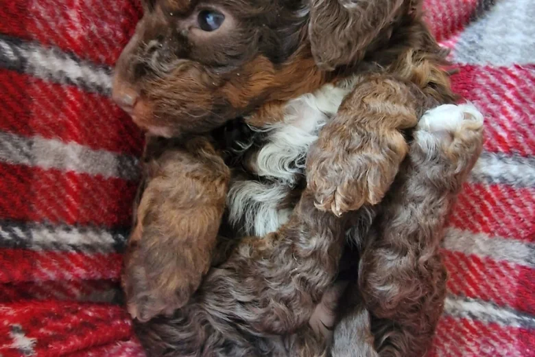 Toy Poodle