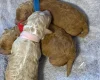 Toy Poodle