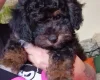 Toy Poodle