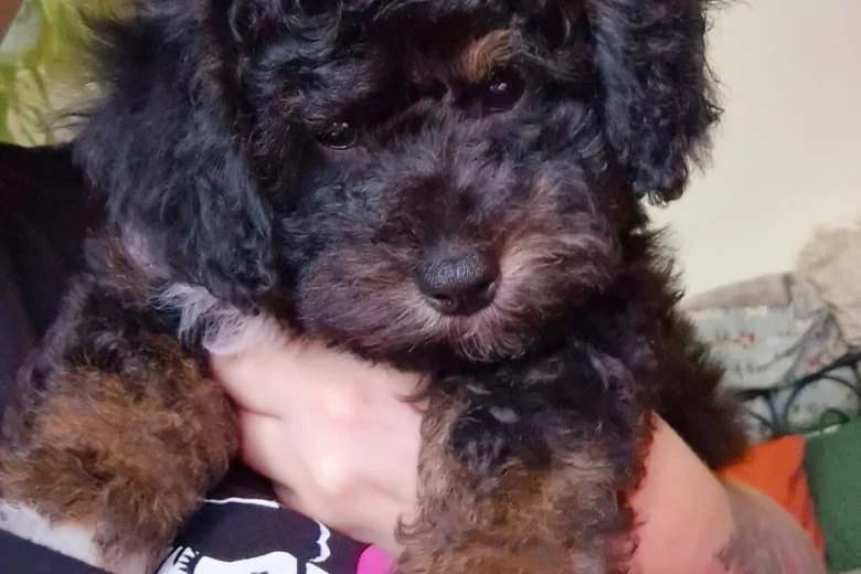 Toy Poodle
