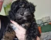 Toy Poodle