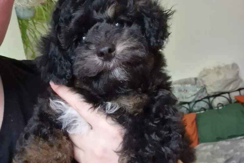 Toy Poodle