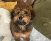 Toy Poodle