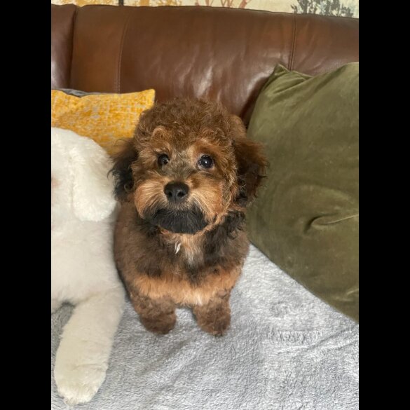 Toy Poodle