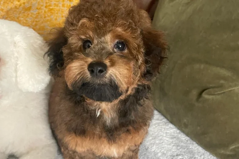 Toy Poodle