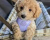 Toy Poodle