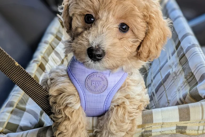 Toy Poodle