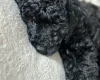 Toy Poodle