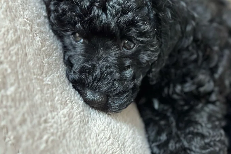 Toy Poodle