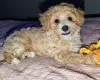 Toy Poodle