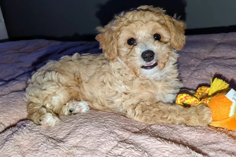 Toy Poodle