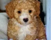 Toy Poodle