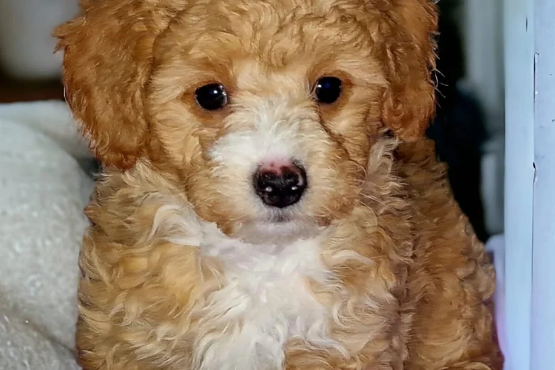 Toy Poodle
