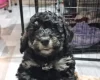 Toy Poodle