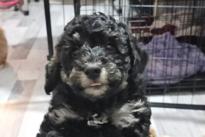 Toy Poodle