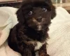 Toy Poodle